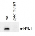 HYL1 | Hyponastic leave phenotype ds-RNA binding protein